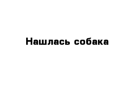 Нашлась собака